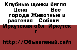 Клубные щенки бигля › Цена ­ 30 000 - Все города Животные и растения » Собаки   . Иркутская обл.,Иркутск г.